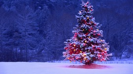 Beautiful Christmas Tree Picture
