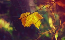 Autumn Free Wallpapers