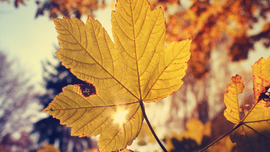 Autumn Leaf Backgrounds