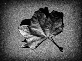 Autumn Leaf Black and White