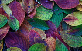 Autumn Leaves Desktop Backgrounds