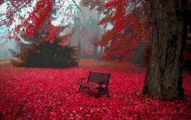 Autumn Leaves Free Wallpapers