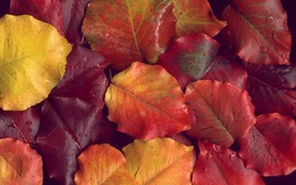 Autumn Leaves Pictures