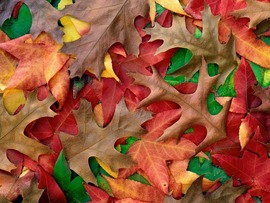 Autumn Leaves Wide