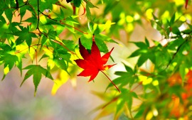 Maple Leaf Picture Photo