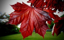 Maple Leaf Picture