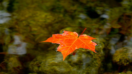 Maple Leaf Wallpaper