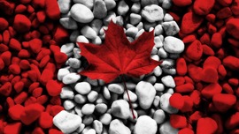 Maple Leaves Canada