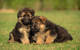 Adorable German Shepherd Puppies