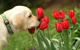 Dogs Flowers