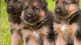 German Shepherd Puppies Pictures