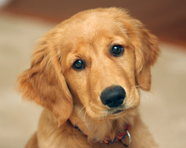 Golden Retriever Puppies Desktop Wallpaper