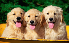 Lovely Golden Retriever Puppies