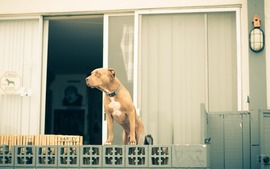 Pit Bull Dogs