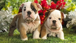 Puppies Images