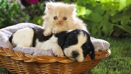 Puppy Kitten