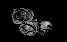 Black Roses Wallpaper