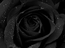 Black Roses Wallpapers