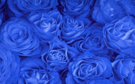 Blue Roses Desktop Wallpaper