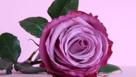 Lavender Rose Background