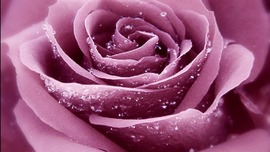 Lavender Roses Wallpapers