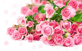Pink Roses Wide
