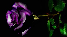 Purple Rose Photo