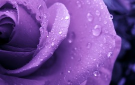 Purple Roses Backgrounds