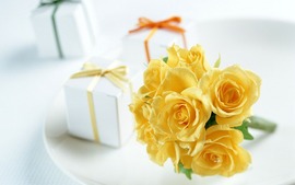 Yellow Rose Backgrounds