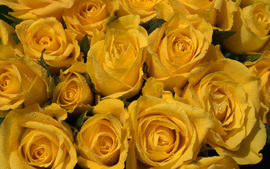 Yellow Roses Picture