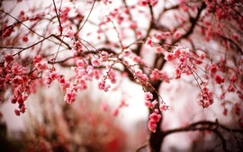 Beautiful Spring Cherry Blossom