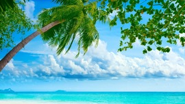 Summer Coconut Tree