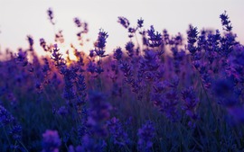 Summer Purple Flowers