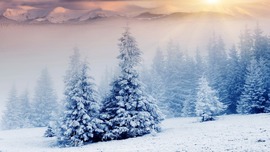 Snow Pine Trees