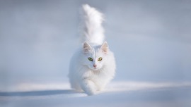 Snow White Cat