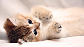Kitten Desktop Backgrounds