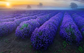 Lavender Flowers Backgrounds