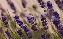Lavender Flowers Desktop Wallpapers