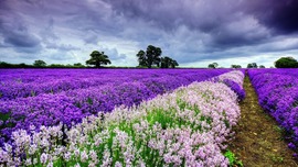 Lavender Flowers HD