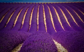Lavender Flowers Wide Wallpapers