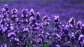 Lavender HD