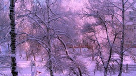Lavender Winter