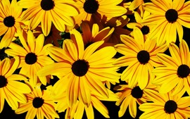 Yellow Flowers Backgrounds