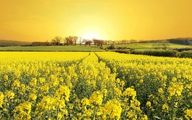 Yellow Image