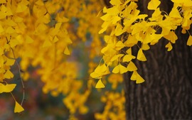 Ginkgo Backgrounds