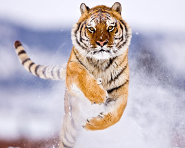 Amur Tiger In Snow