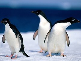 Animals Pinguine