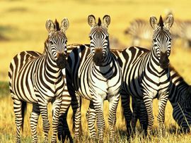 Burchells Zebras Masai Mara Kenya