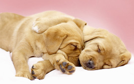 Canine Cuddles