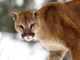 Cougar In Winter Montana
